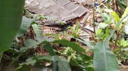 Hujan Deras dan Angin Kencang Akibatkan Rumah Warga di Sukakarya Ambruk