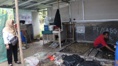 Inovatif! RW 1 Warudoyong Sulap Sampah Jadi Emas Lewat Budi Daya Maggot